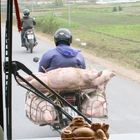 Schweinetransport