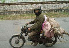 Schweinetransport