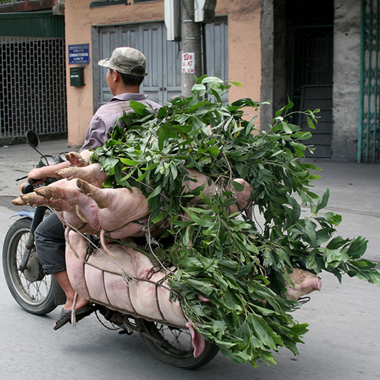 Schweinetransport auf "vietnamesisch"