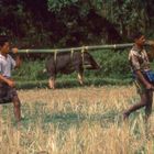 Schweinetransport im Torajaland auf Sulawesi - Indonesien