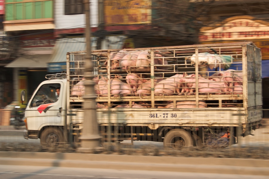 Schweinetransport in einer vietnamesischen Kleinstadt