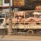 Schweinetransport in einer vietnamesischen Kleinstadt