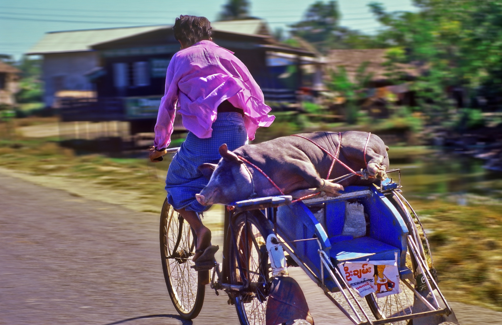 Schweinetransport in Myanmar