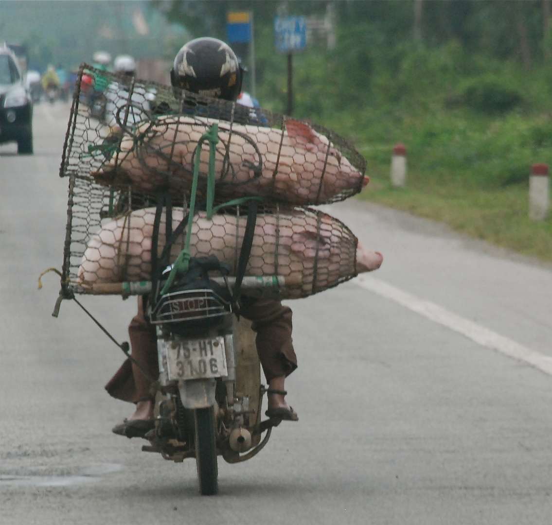 Schweinetransport in Vietnam