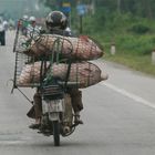 Schweinetransport in Vietnam