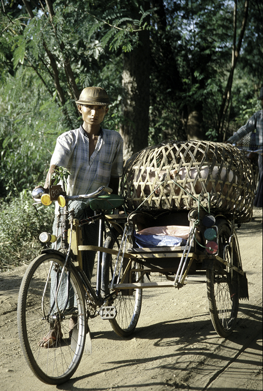 Schweinetransport, Myanmar