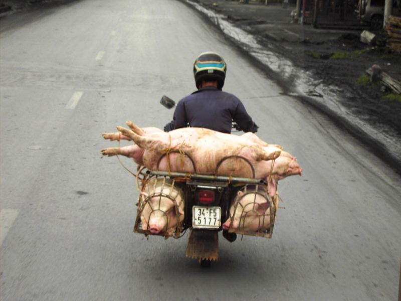 Schweinetransporter