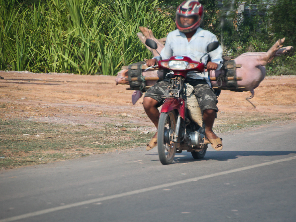 Schweinetransporter