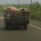 Schweinetransporter