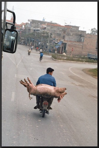 Schweinetransporter