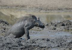 Schweinewetter