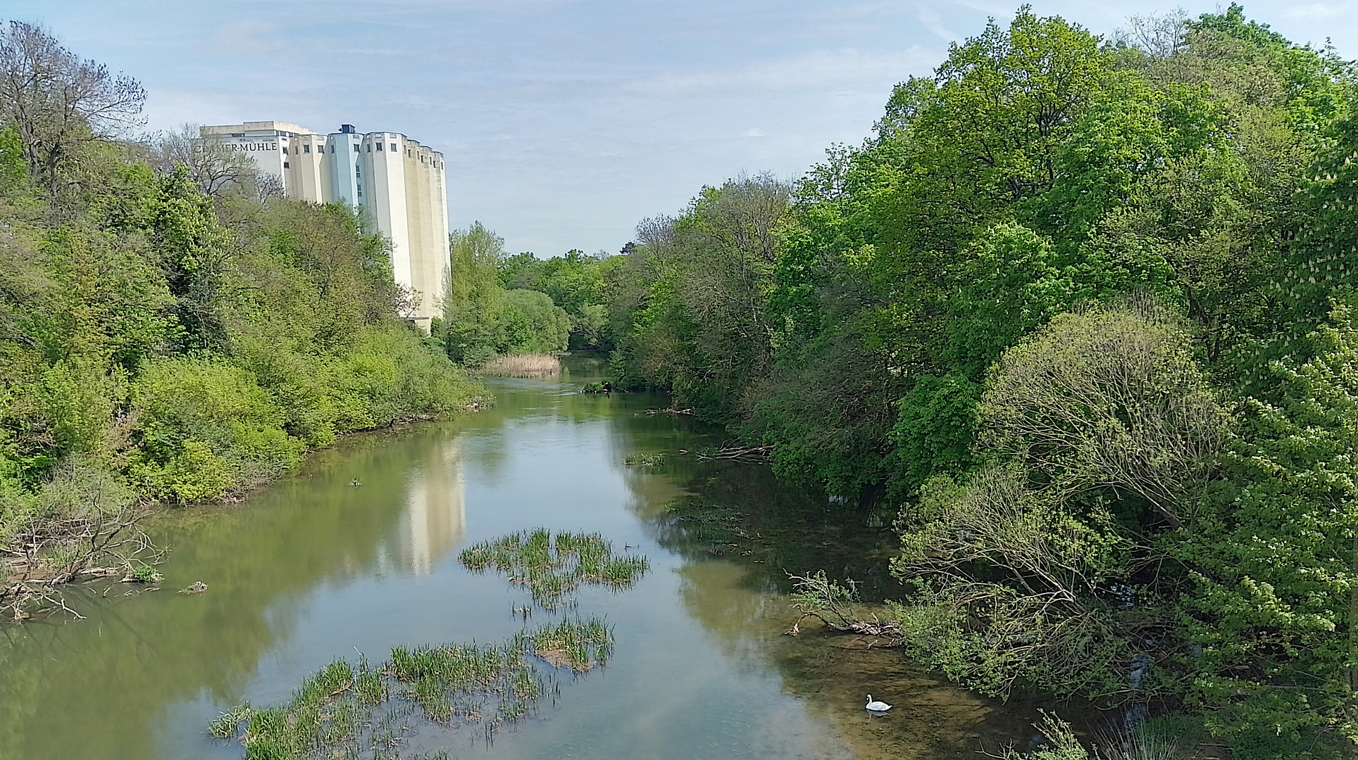 Schweinfurt: Altmain im Frühling