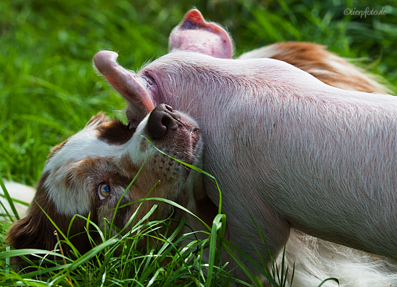 Schweinische Attacke