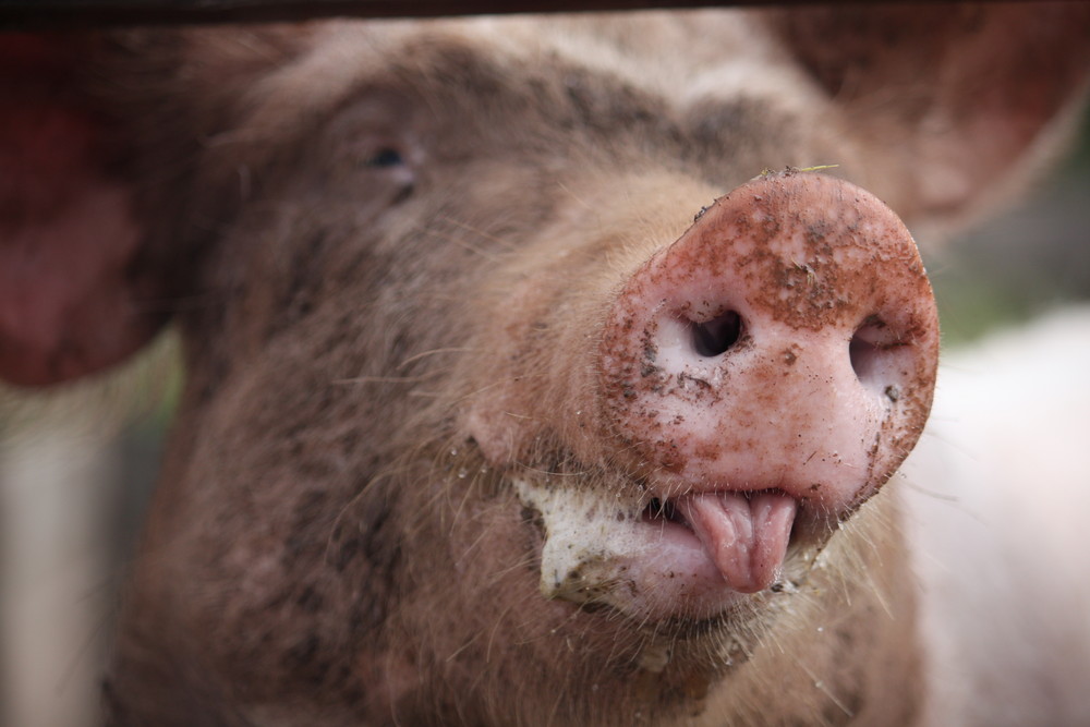 Schweinische Gedanken?