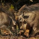 Schweinische Rangelei