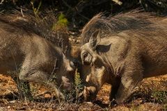 Schweinische Rangelei