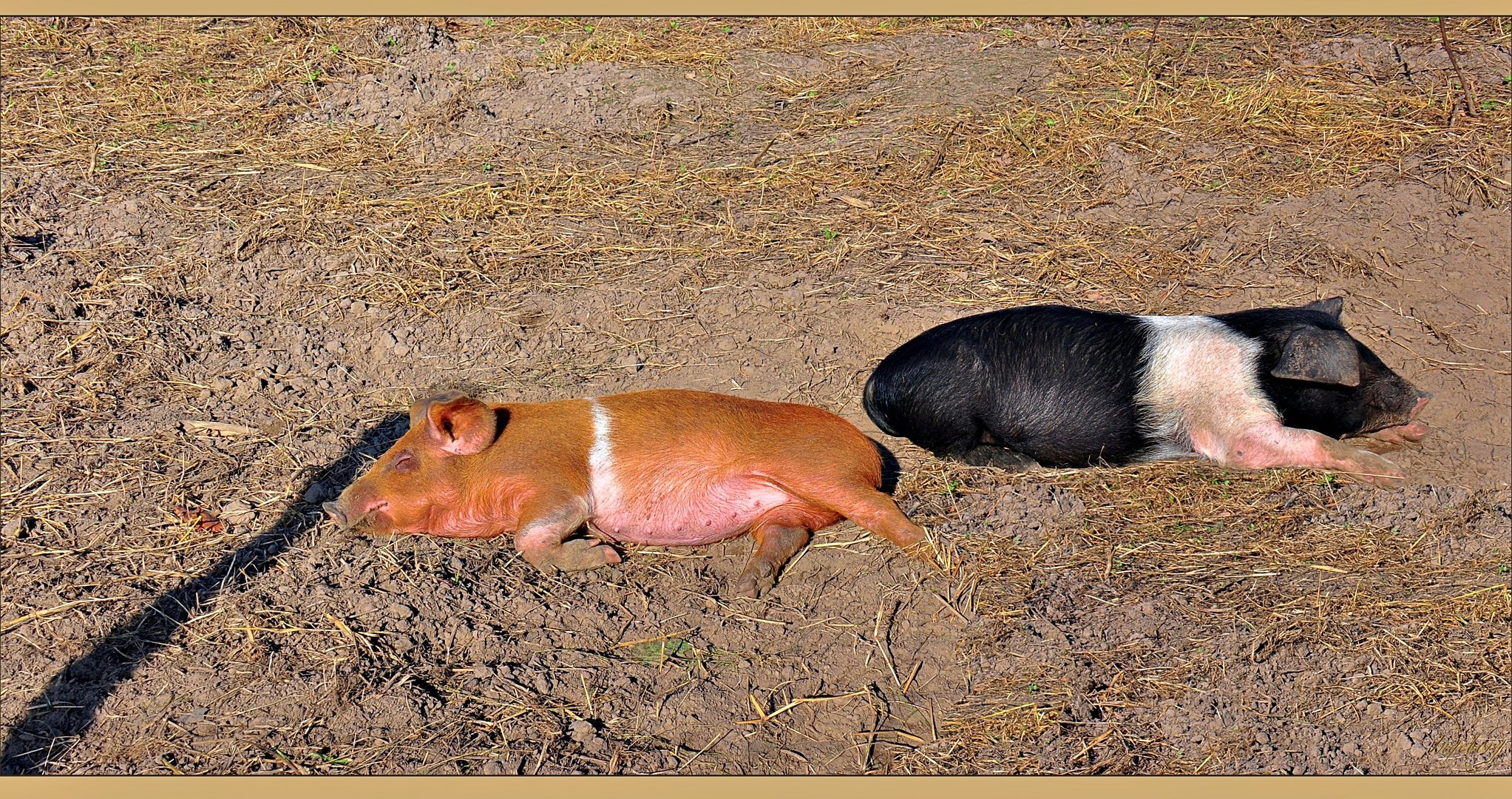 ... schweinische Träume . . .