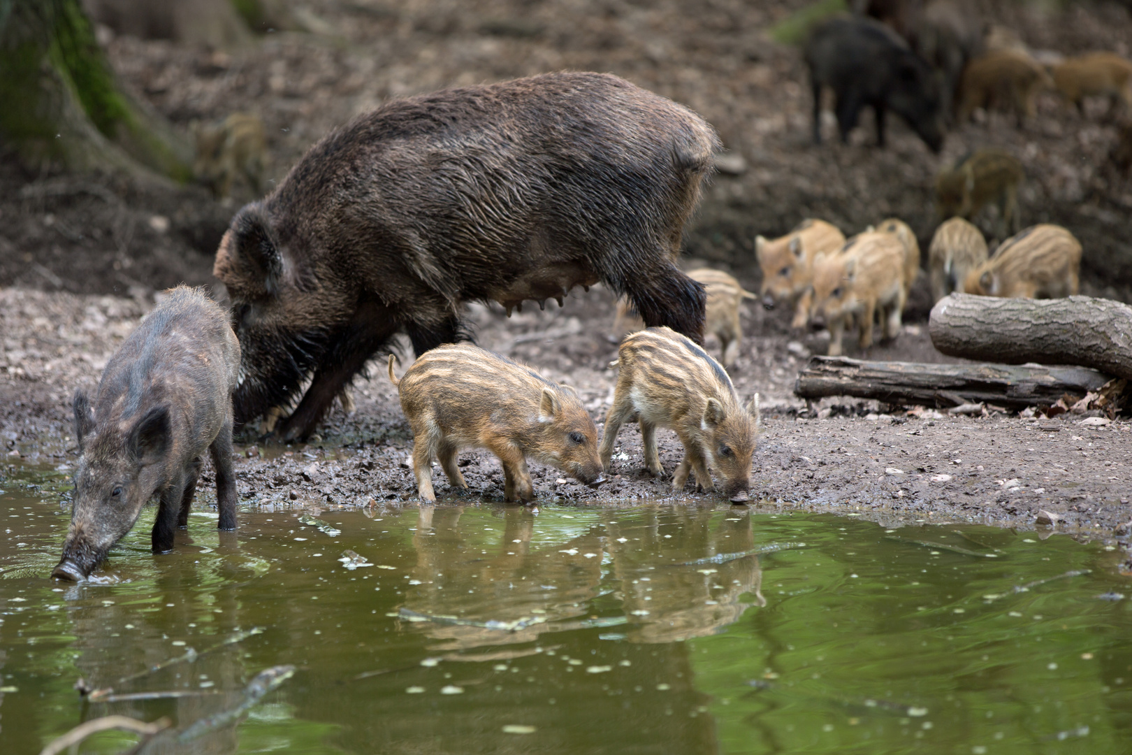 Schweinisches Foto