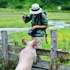 Schweinisches Foto-Shooting