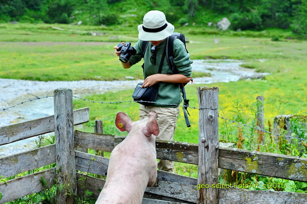 Schweinisches Foto-Shooting