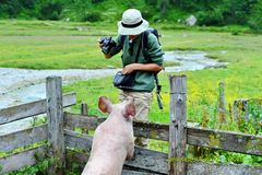 Schweinisches Foto-Shooting