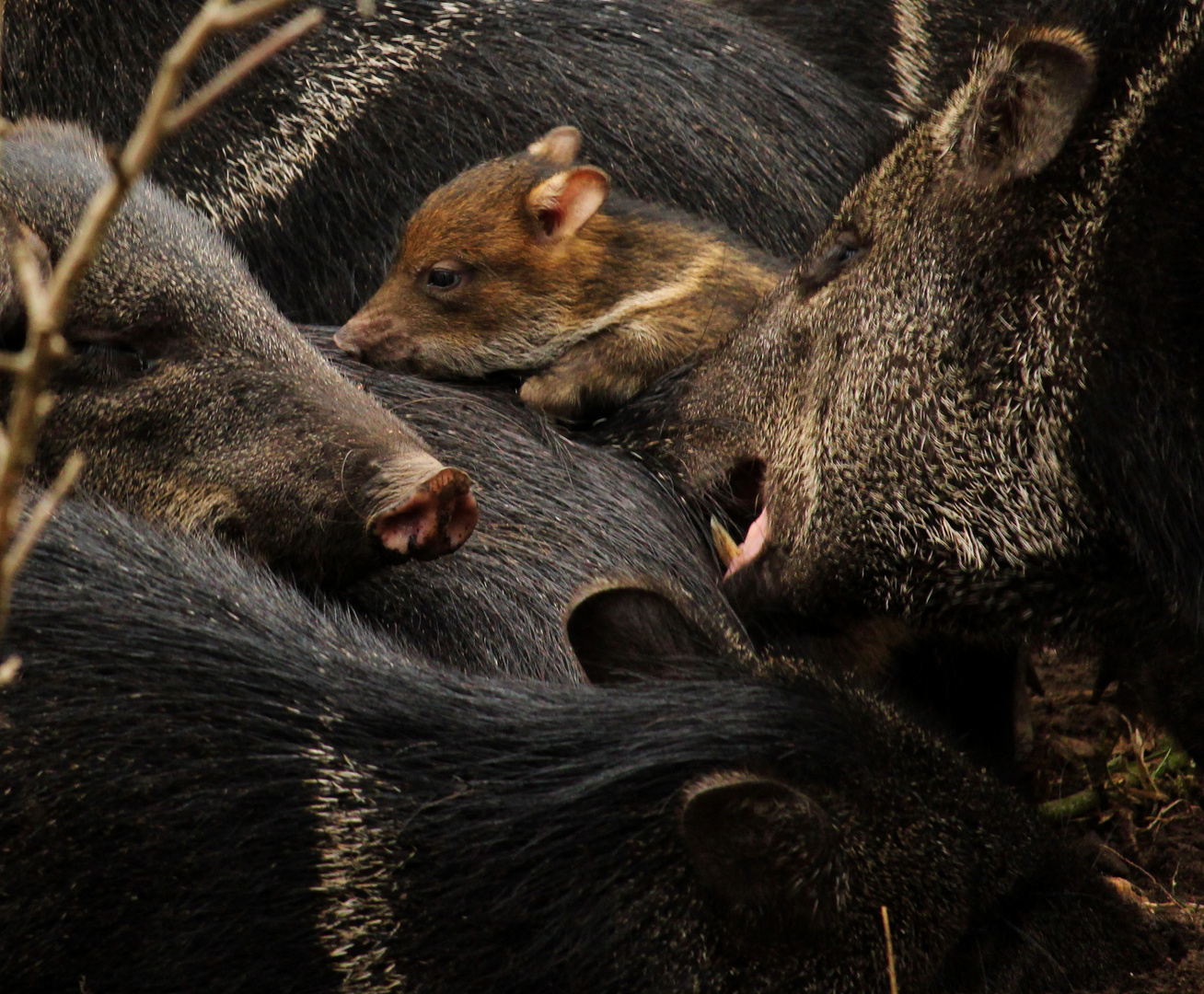 schweinisches Gewühle! ;o)