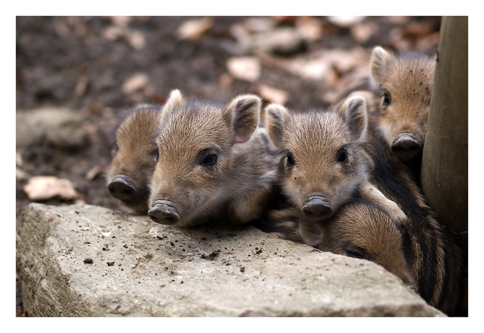 "Schweinisches Gruppenfoto"