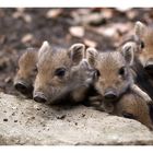 "Schweinisches Gruppenfoto"