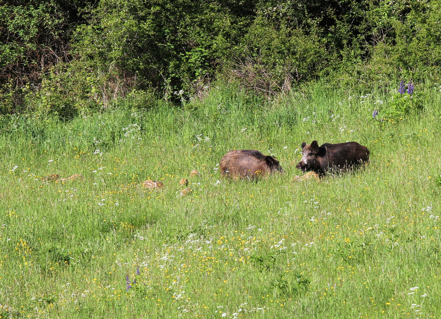 Schweinisches Vergnügen