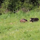 Schweinisches Vergnügen