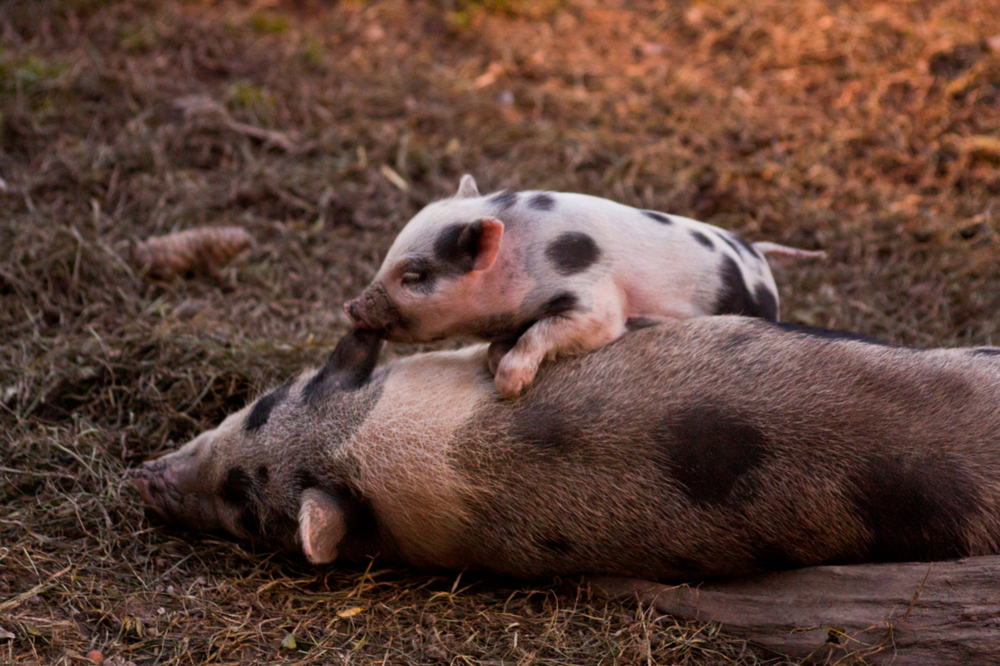 SchweiniSchwein