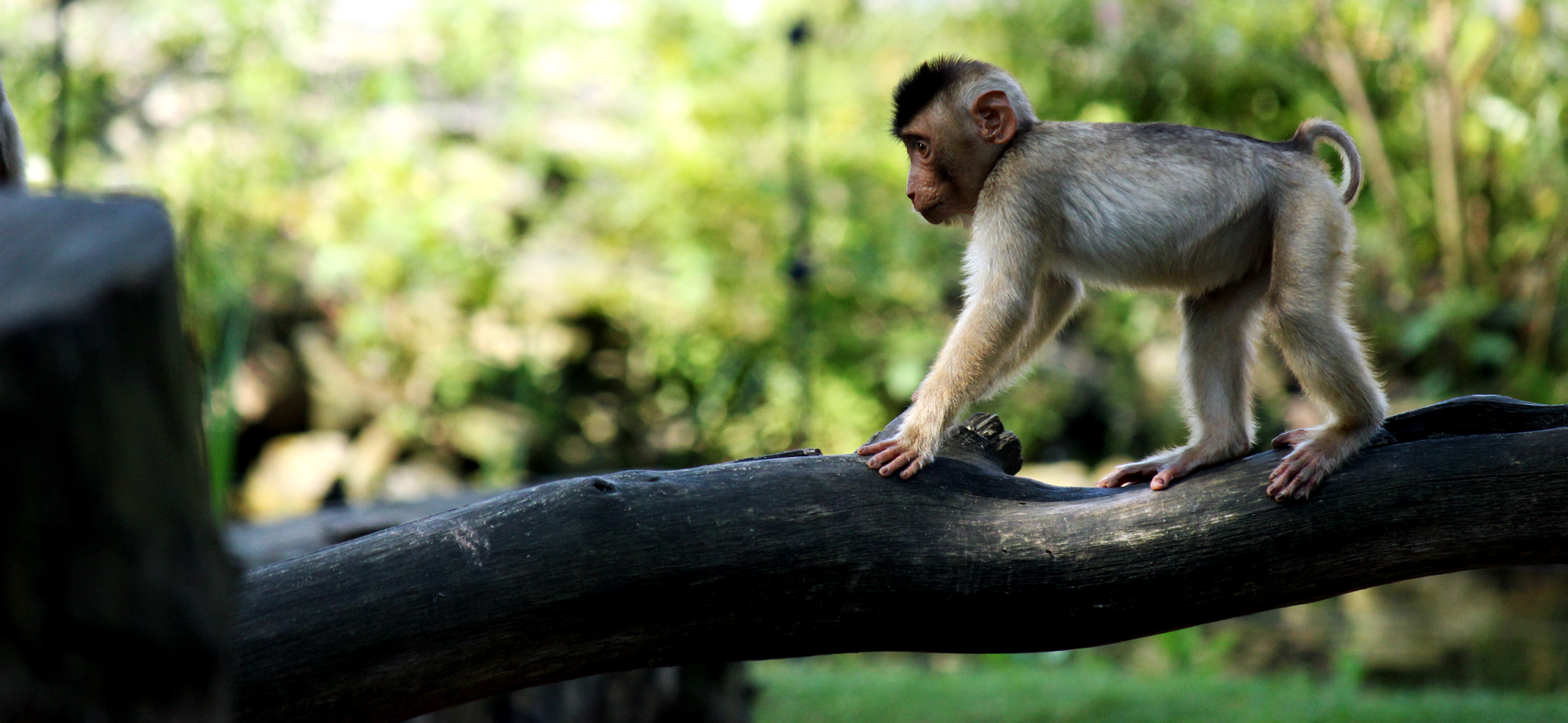 Schweinsaffe (Macaca nemestrina)