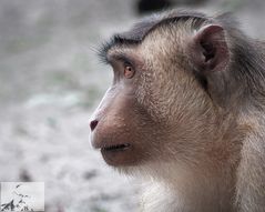 Schweinsaffe Tierpark Berlin 