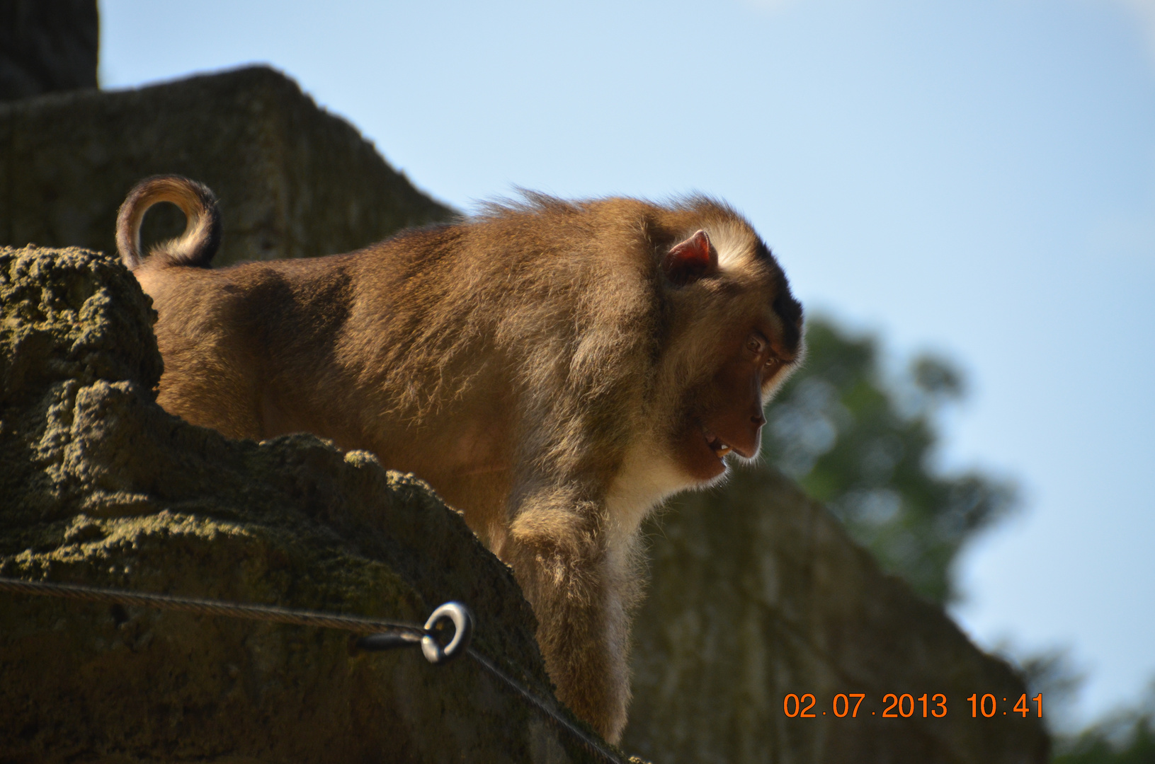 Schweinsaffe/Macaca nemestrina