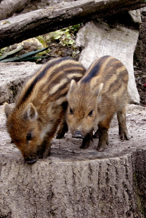 Schweinsferkelchen