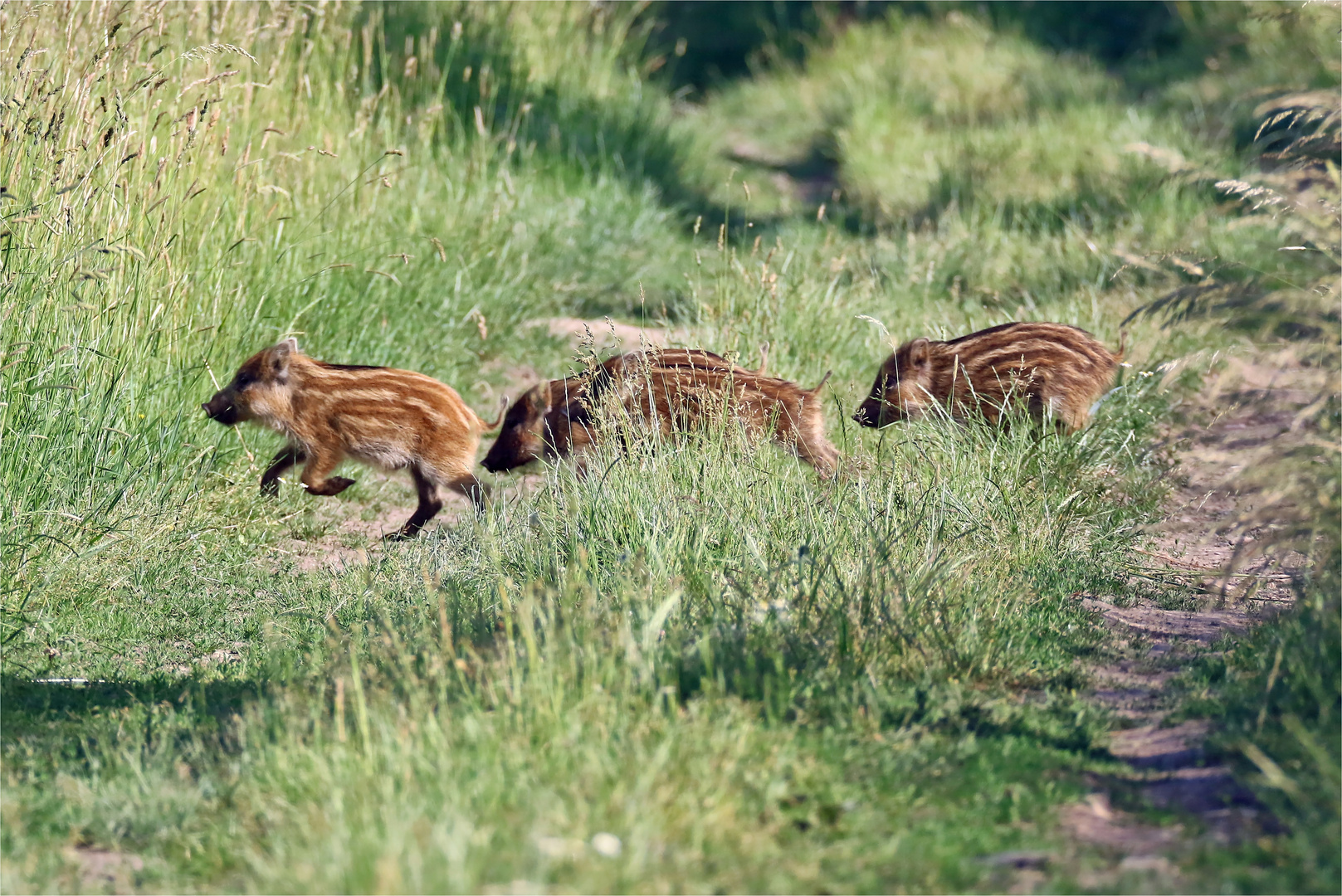 Schweinsgalöppchen - Frischlinge! Wildlife 