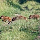 Schweinsgalöppchen - Frischlinge! Wildlife 