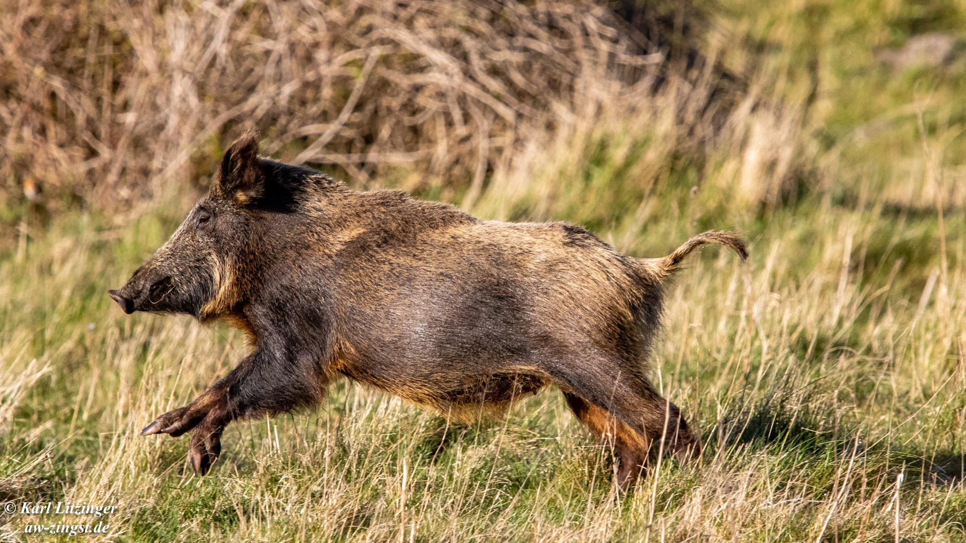 Schweinsgalopp