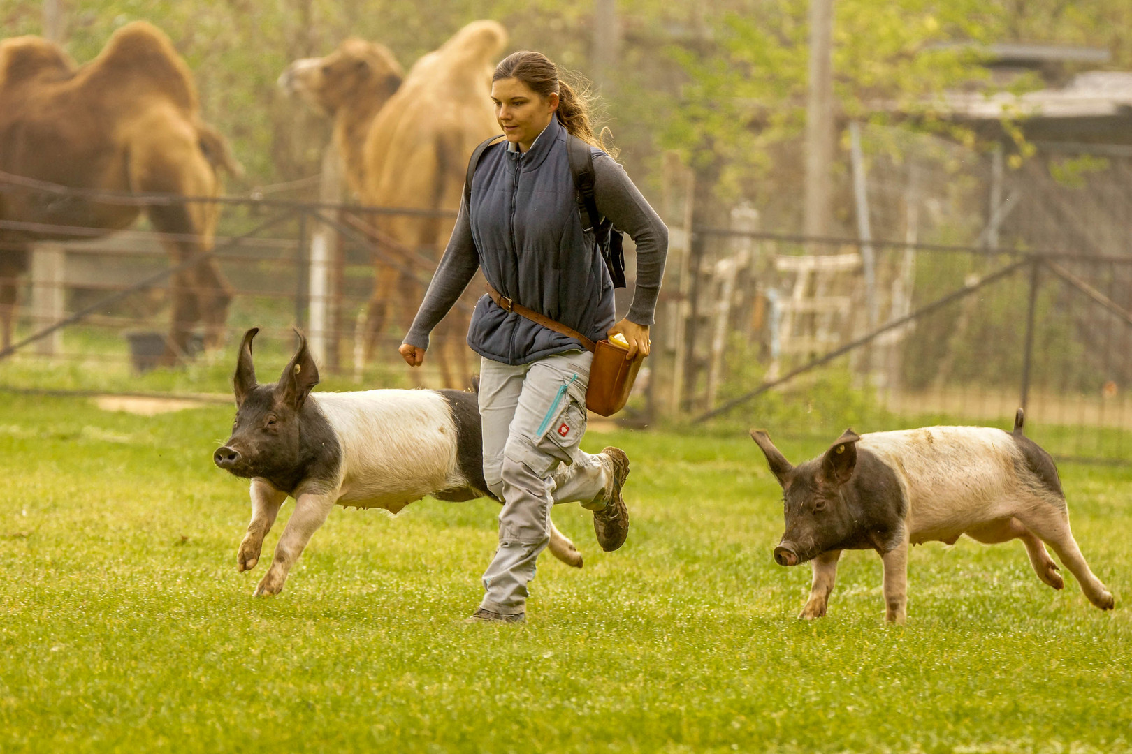 Schweinsgalopp Foto & Bild tiere, natur, tierpark Bilder auf