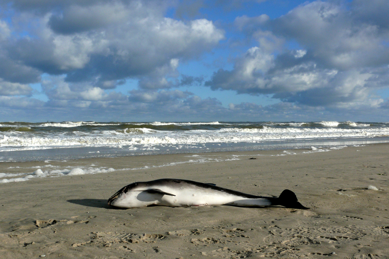 Schweinswal Foto & Bild | natur, tiere, norderney Bilder auf fotocommunity