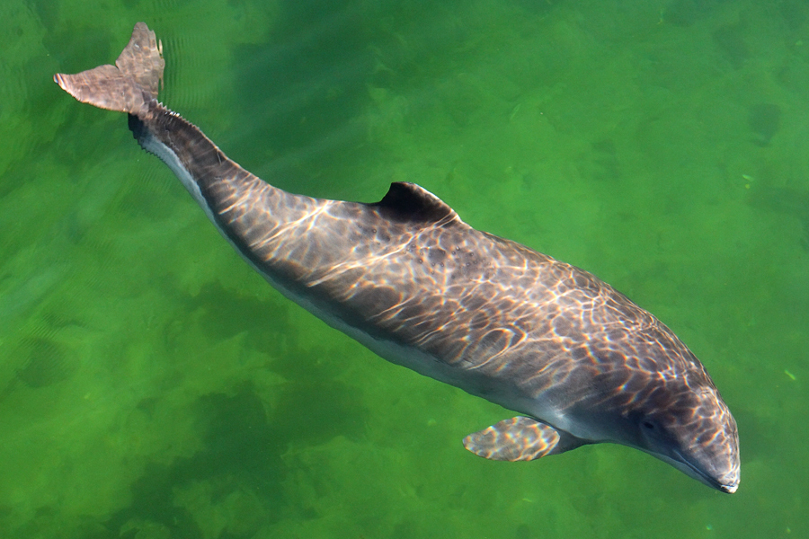 Schweinswal (Phocoena phocoena)  - im "Fjord & Bælt Center" Kerteminde, Dänemark