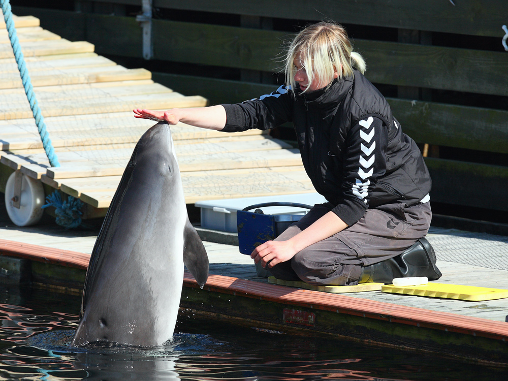 Schweinswal und Trainerin - im "Fjord & Bælt Center" Kerteminde, Dänemark