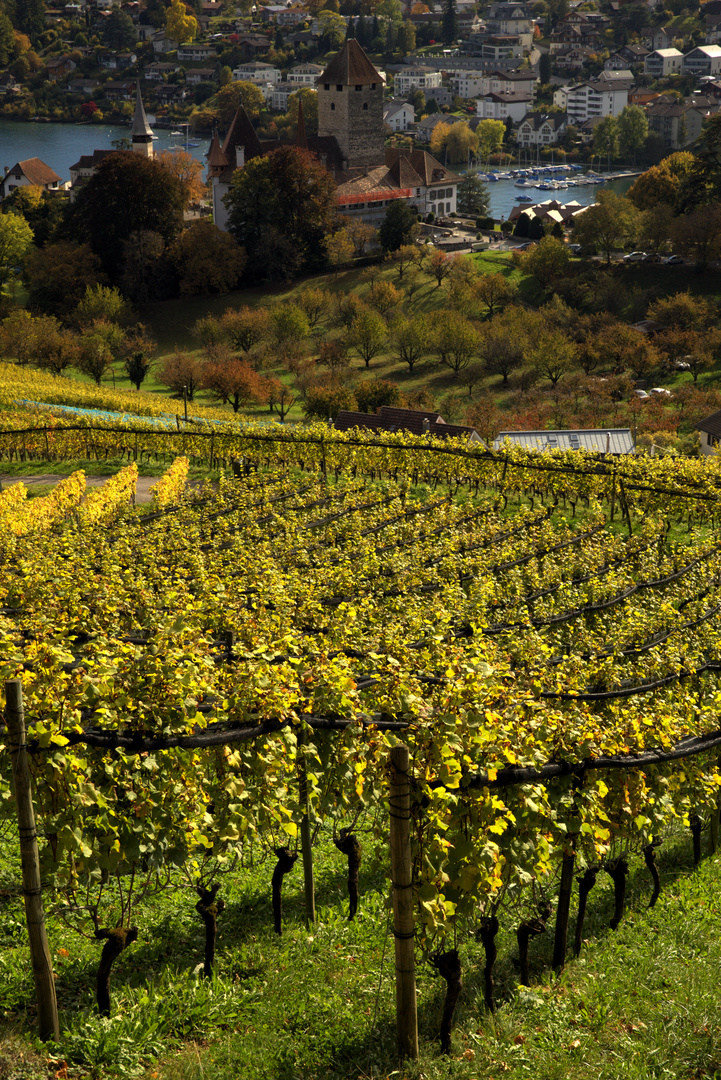 Schweiz - Kanton Bern - Spiez - Rebberg