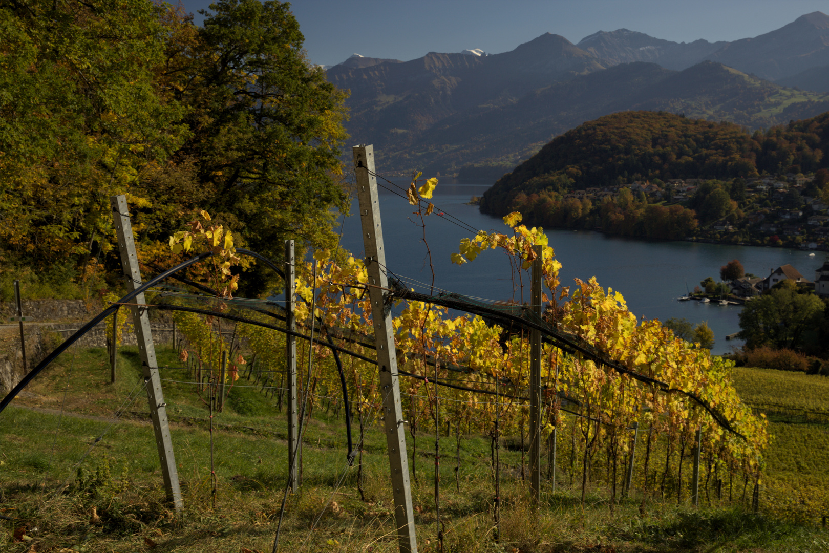 Schweiz - Kanton Bern - Spiez - Rebberg