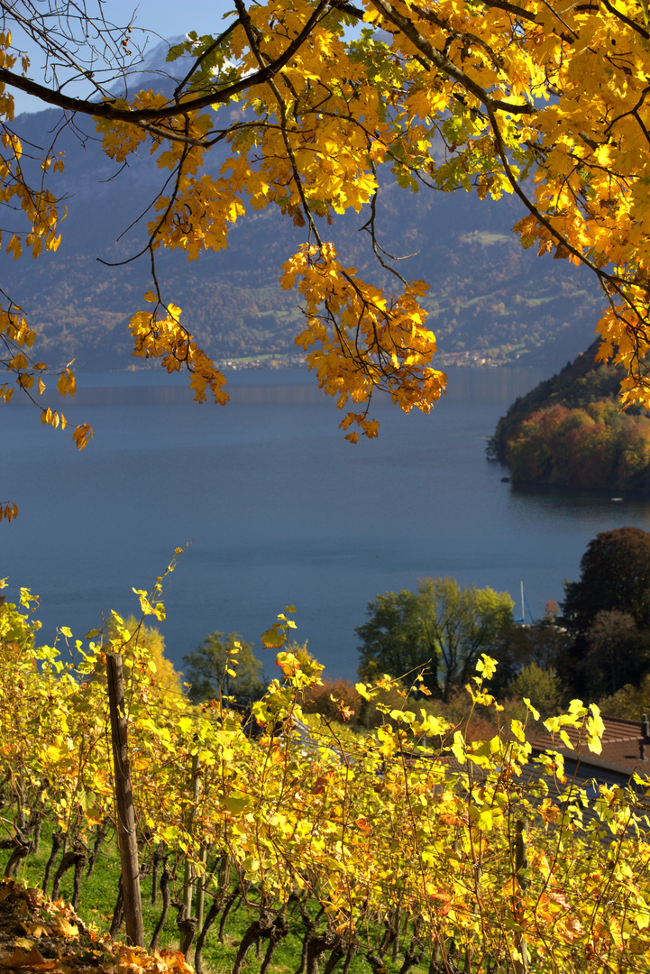 Schweiz - Kanton Bern - Spiez - Rebberg