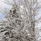 Schweiz - Laax - der erste Schnee