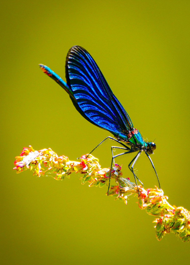 Schweiz, Libelle am Doubs JU