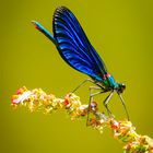 Schweiz, Libelle am Doubs JU