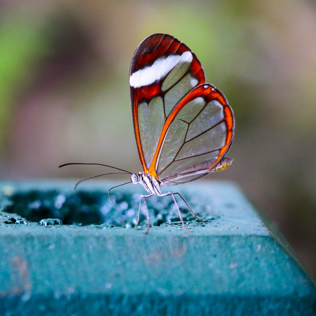 Schweiz, Papiliorama in Kerzers