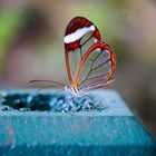 Schweiz, Papiliorama in Kerzers